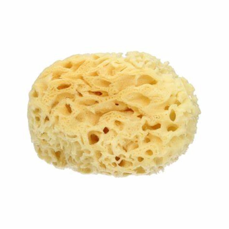 Natürlicher Meeresschwamm L