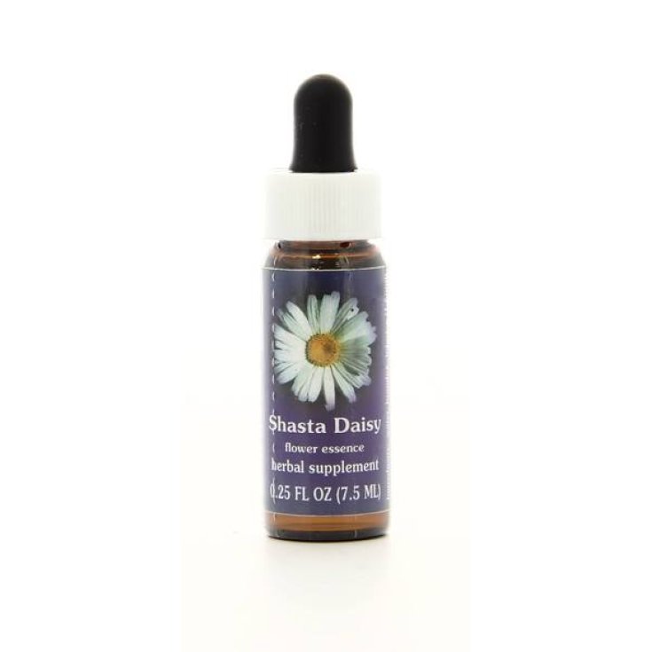 Shasta Daisy Kalifornische Essenzen 7,4ml