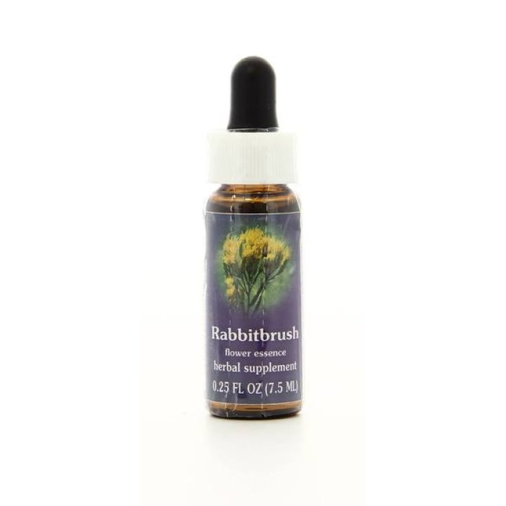 Natur Rabbitbrush (Chrysothamnus Nauseosus) Kalifornische Essenzen 7,4ml