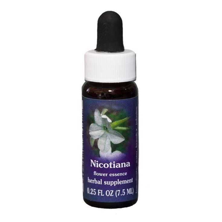 Natur Nicotiana (Nicotiana Alata) Kalifornische Essenzen 7,4ml