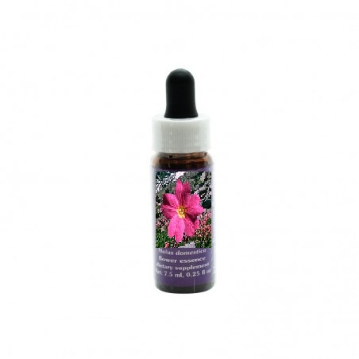 Natur Sierra Primrose Kalifornische Blütenessenzen 7,4ml