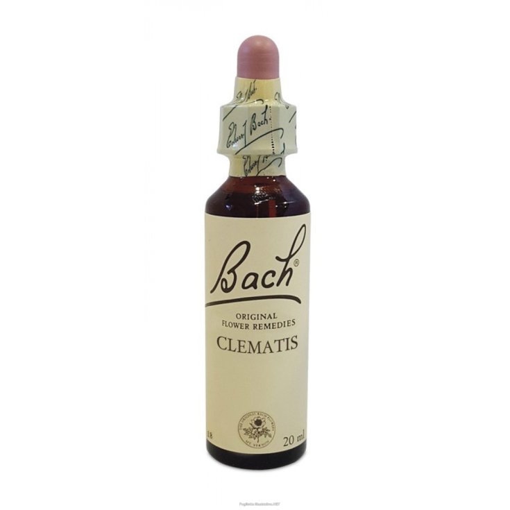 Clematis Bach Center Essenz 20ml