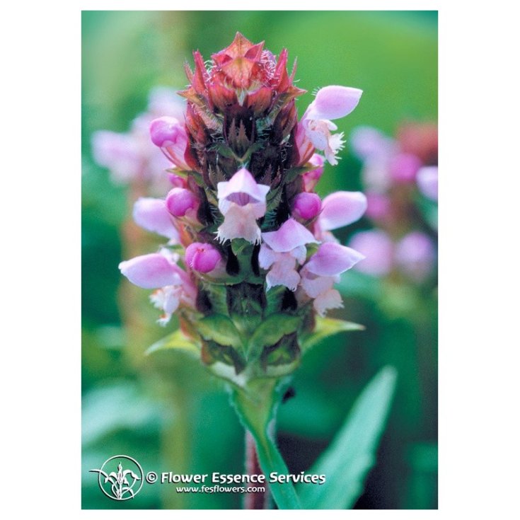 Self Heal Flowers Essences Services 7,4 ml