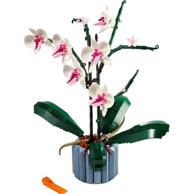 Orchidee