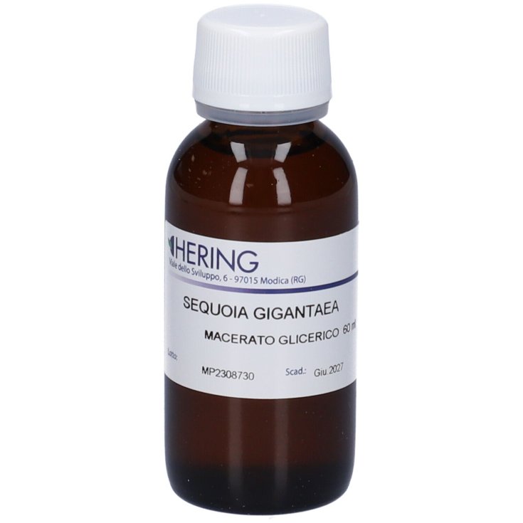 SEQUOIA GIG BUDS 60ML MG