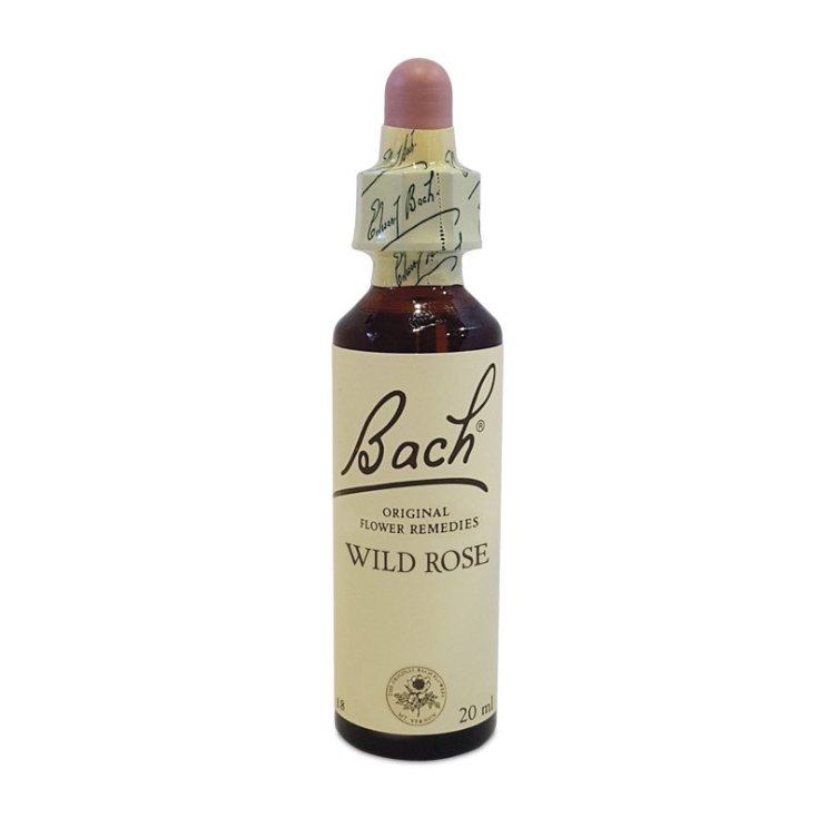 Bach Center Blütenessenz Wildrose 20ml