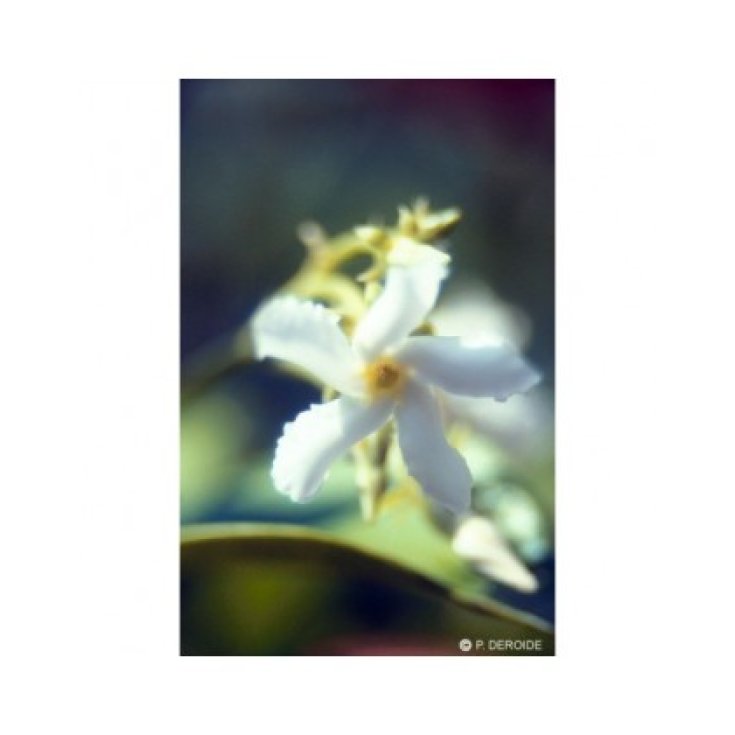 Natur Jasmin (Jasmine Officinalis) Kalifornische Blütenessenzen 7,4ml