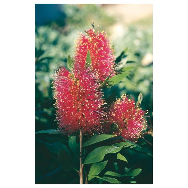 Queensland Bottlebrush Australische Blütenessenzen 15ml