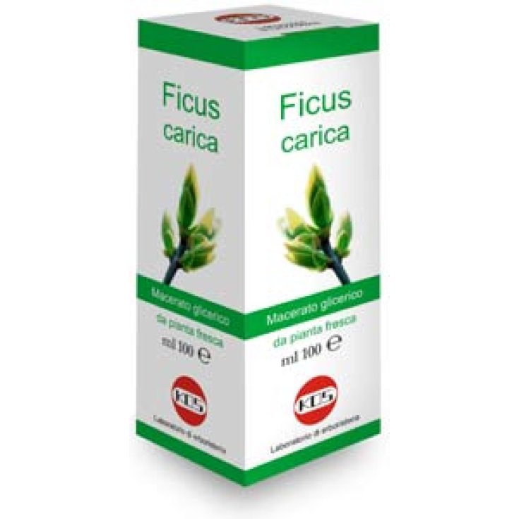 Kos Ficus Upload Drops Mg Nahrungsergänzungsmittel 100ml