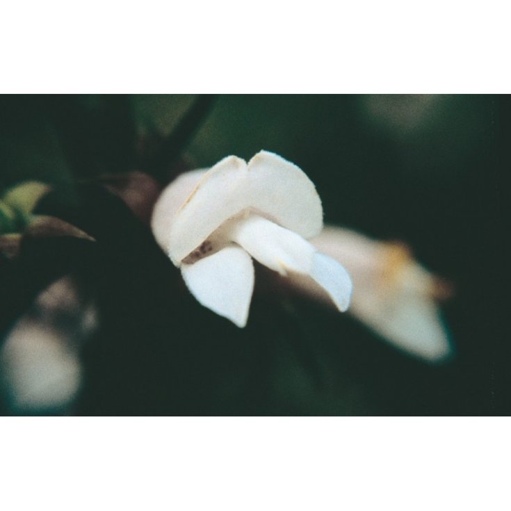 Weiße Eremophila Australische Blütenessenzen 15ml