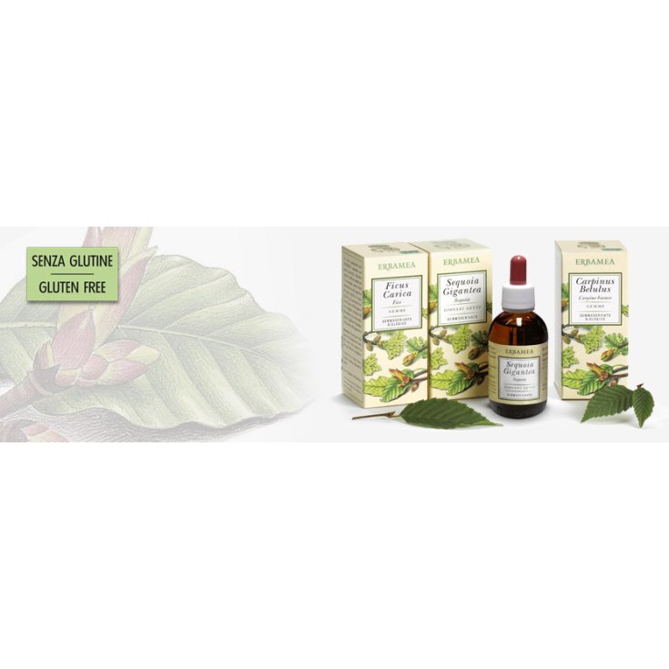 Erbamea Ficus Carica Gemme Knospenextrakt 50ml