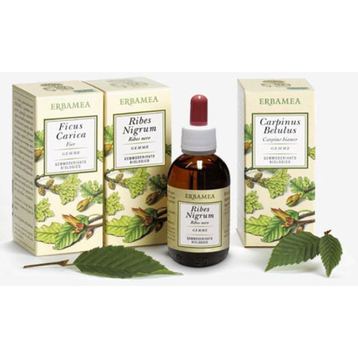 Tilia Tormentosa Gems Knospenextrakte Glutenfrei 50ml