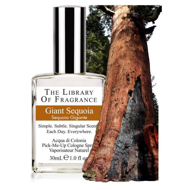 The Library Of Fragrance Riesiger Sequoia-Duft 30 ml