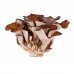 Maitake Atena Bio 100 Kapseln