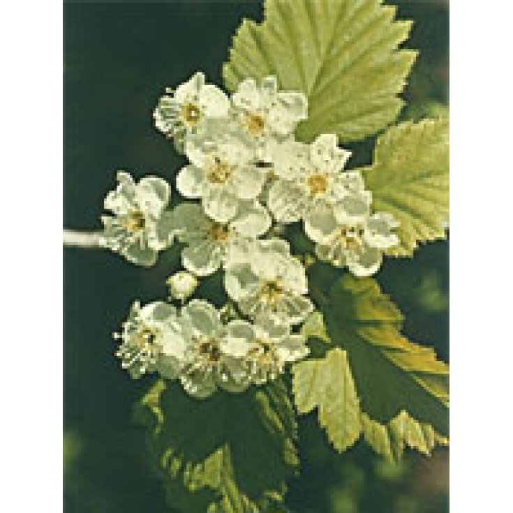 Msa Crataegus Oxyaca 50ml