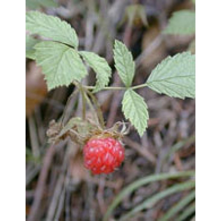 Msa Rubus Idaeus 50ml