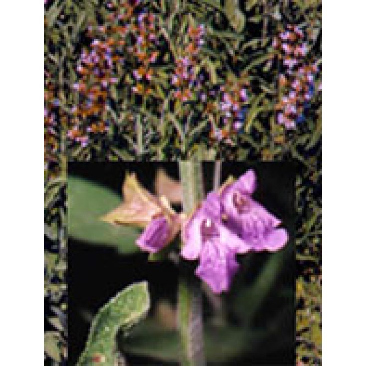 Tsa-Salvia officinalis 50ml