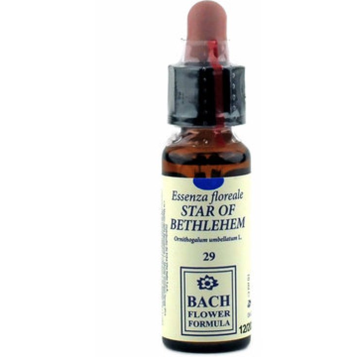 Stern von Bethlehem 29 Bachblüten 10ml